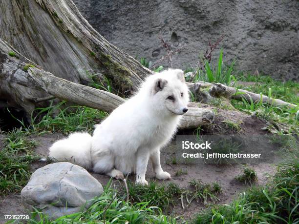 Arctic Fox Stock Photo - Download Image Now - Arctic Fox, Animal, Animals In The Wild