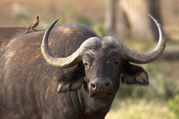 istock Cape Buffalo portrait from Africa 172152827