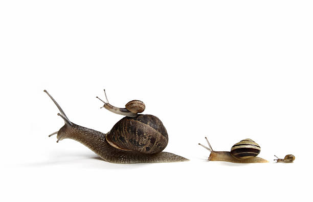 семья улиток - snail animal humor family стоковые фото и изображения