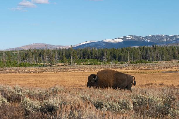 istock Buffalo in the wild 172153055