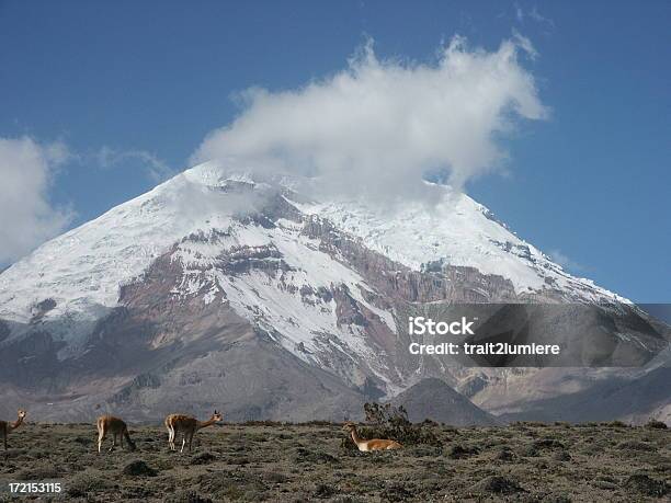 Chimborazo - zdjęcia stockowe i więcej obrazów Alpaka - Alpaka, Alpinizm, Ameryka Południowa