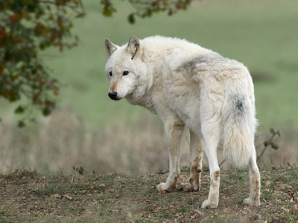 White Wolf stock photo