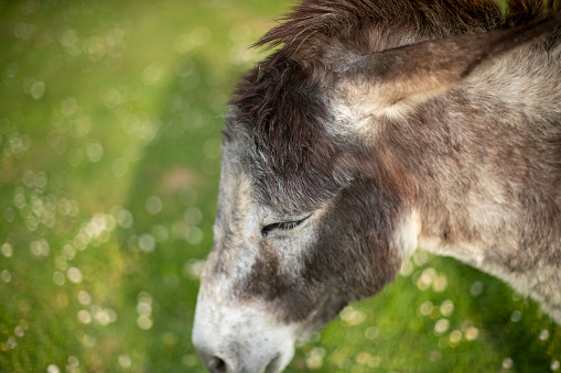 A cute donkey eating fresh green grass in a farm field on sunny day