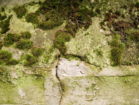 moss-covered wall in hamburg.