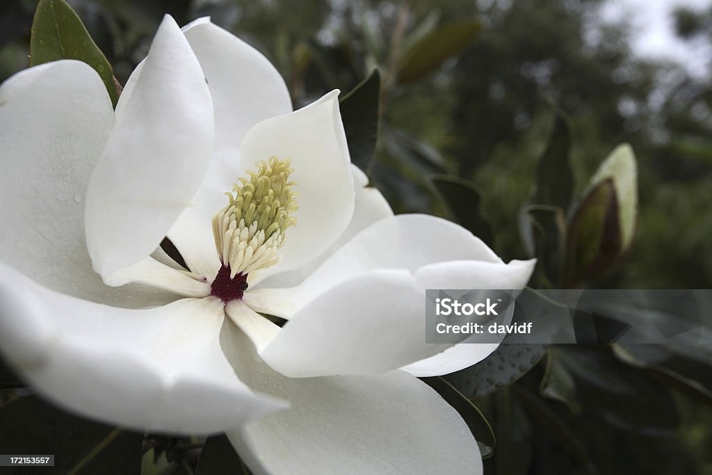 Magnolia sempreverde - Foto stock royalty-free di Bianco