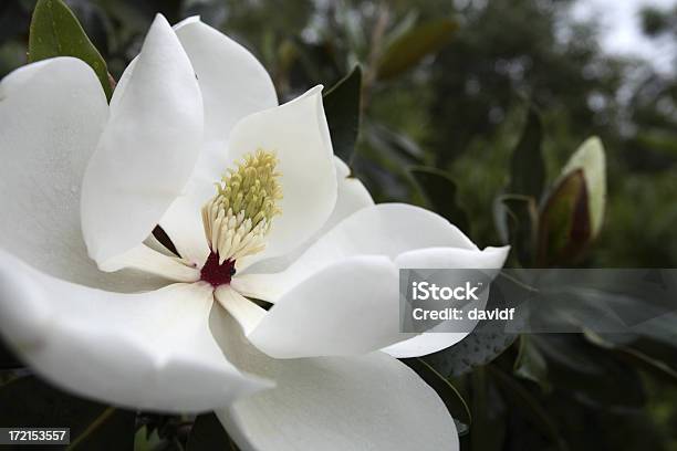 Magnolia Sempreverde - Fotografie stock e altre immagini di Bianco - Bianco, Bocciolo, Capolino