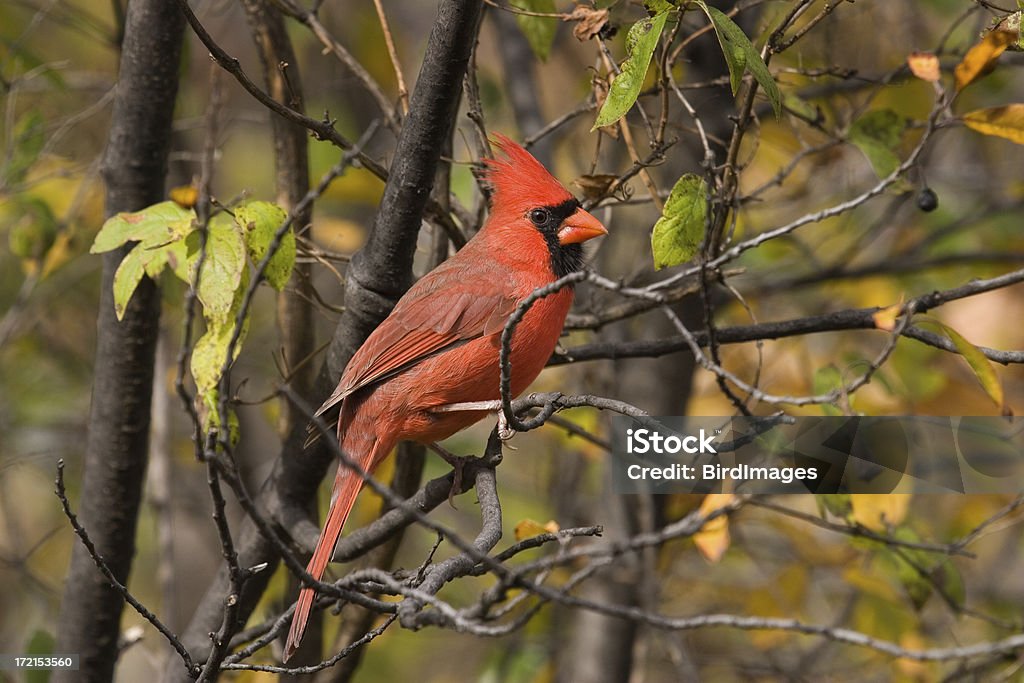 Cardinale rosso, maschio - Foto stock royalty-free di Autunno