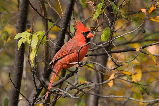 istock Northern Cardinal, Male 172153560