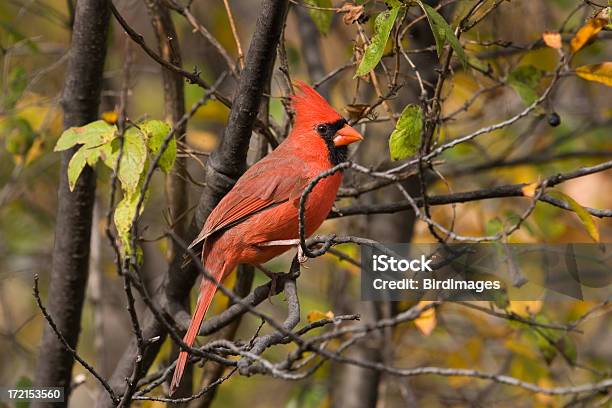 Foto de Cardeal Da Virgínia Masculino e mais fotos de stock de Cardeal - Pássaro - Cardeal - Pássaro, Outono, Animal