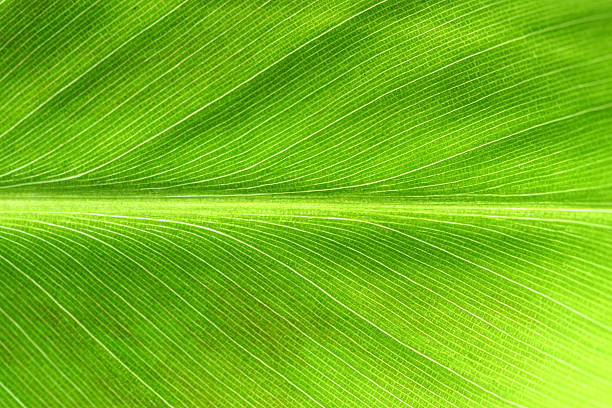 Leaf Macro 3 "Close up of a banana tree leaf, lit from behind to show detail." leaf vein stock pictures, royalty-free photos & images