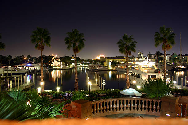 Harbor view through palm trees at night stock photo