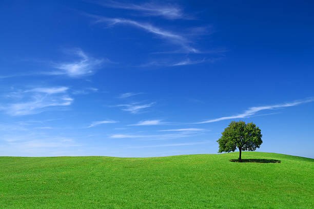 campo verde e albero solitario - lone tree foto e immagini stock