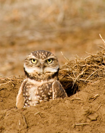 A fixed stare from the fixed eyes of this cute, but endangered burrowing owl sitting in a prairie dog burrow.