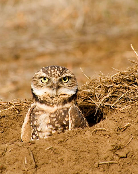 Burrowing Owl in a Prairie Dog Hole A fixed stare from the fixed eyes of this cute, but endangered burrowing owl sitting in a prairie dog burrow. burrowing owl stock pictures, royalty-free photos & images