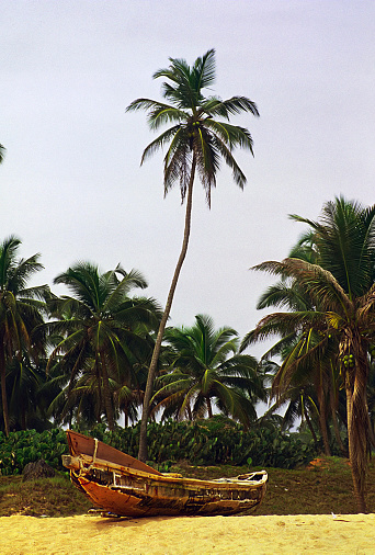Coconuts growing in a palm tree in Vietnam