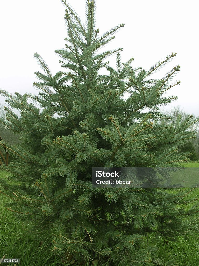 Immergrüner Weihnachtsbaum - Lizenzfrei Douglas Stock-Foto