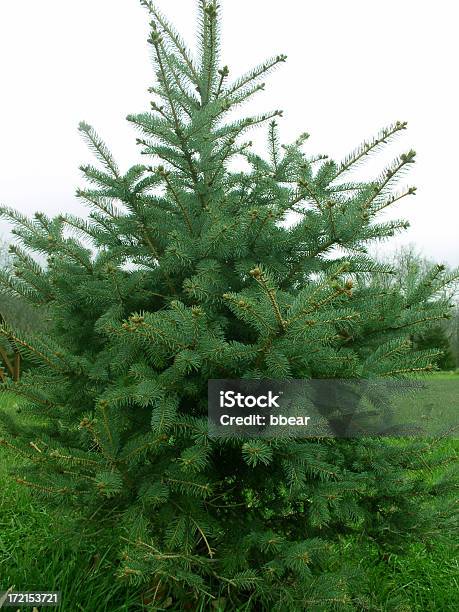 Immergrüner Weihnachtsbaum Stockfoto und mehr Bilder von Douglas - Douglas, Douglas - Arizona, Douglas - England