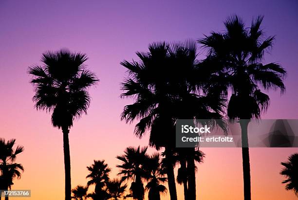 Zmierzch Palms - zdjęcia stockowe i więcej obrazów Bez ludzi - Bez ludzi, Fotografika, Horyzontalny