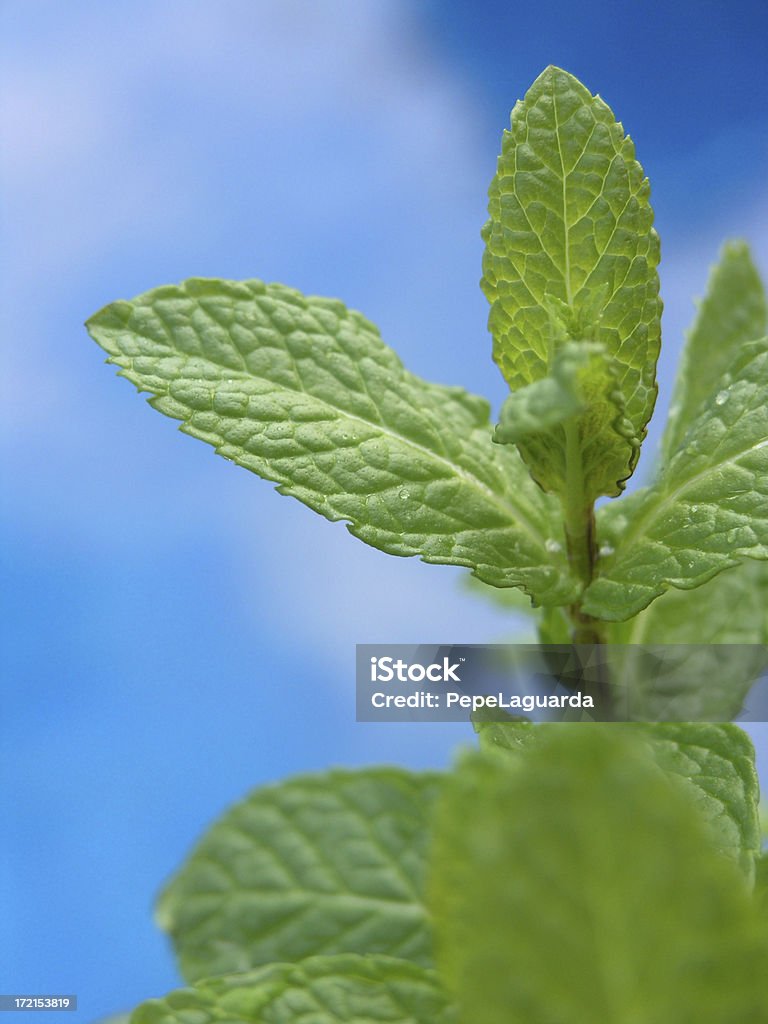 Feuilles de menthe poivrée fraîche - Photo de Aliments et boissons libre de droits