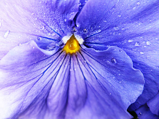 raindrops on a purple pansy Detail of a purple pansy with raindrops on it. Fresh spring! viola tricolor stock pictures, royalty-free photos & images