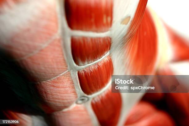 Mięśnieabs - zdjęcia stockowe i więcej obrazów Anatomia człowieka - Anatomia człowieka, Mięsień brzucha, Muskulatura