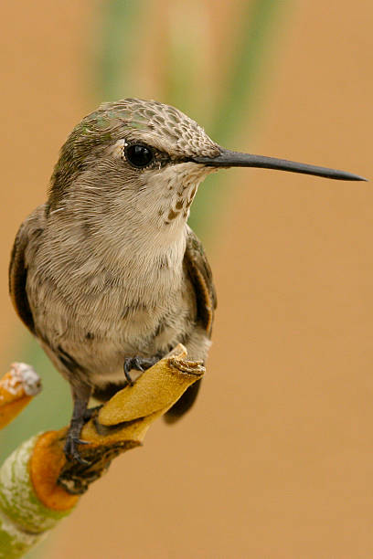 Closeup of Perched Hummingbird stock photo