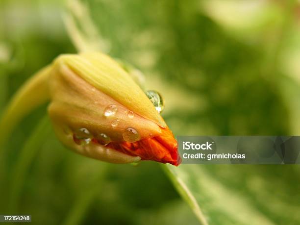 한련 Bud 0명에 대한 스톡 사진 및 기타 이미지 - 0명, 꽃 한송이, 꽃-식물