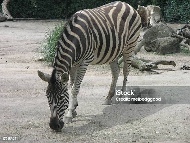 Foto de Zebras Pastando e mais fotos de stock de Agilidade - Agilidade, Animal, Branco