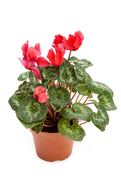 istock Cyclamen in flowerpot 172154401