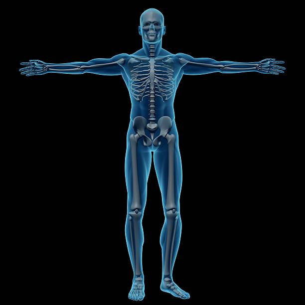 menschlichen körper eines mannes mit skelett für studie - arms outstretched men anatomy front view stock-fotos und bilder