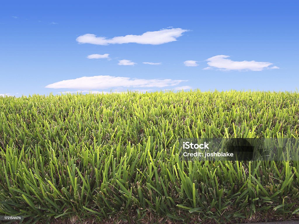 Herbe et ciel - Photo de Bleu libre de droits