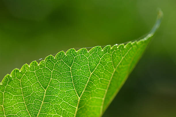 Mulberry leaf stock photo