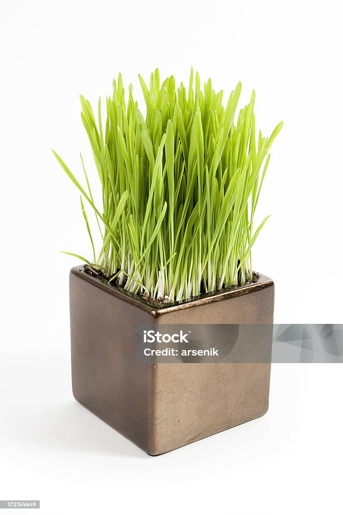 Cat de hierba - Foto de stock de Arbusto libre de derechos