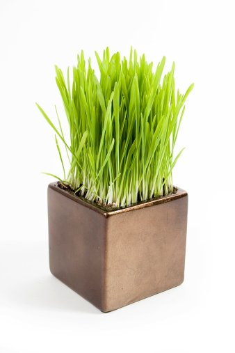 Cat grass in a square pot isolated on white background.