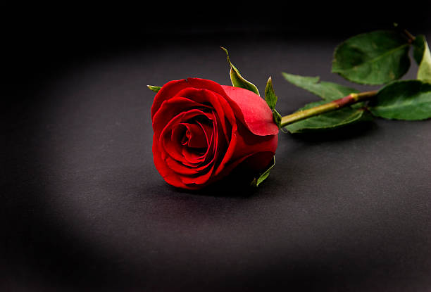 1,500+ Single Red Rose On Black Stock Photos, Pictures & Royalty-Free  Images - iStock
