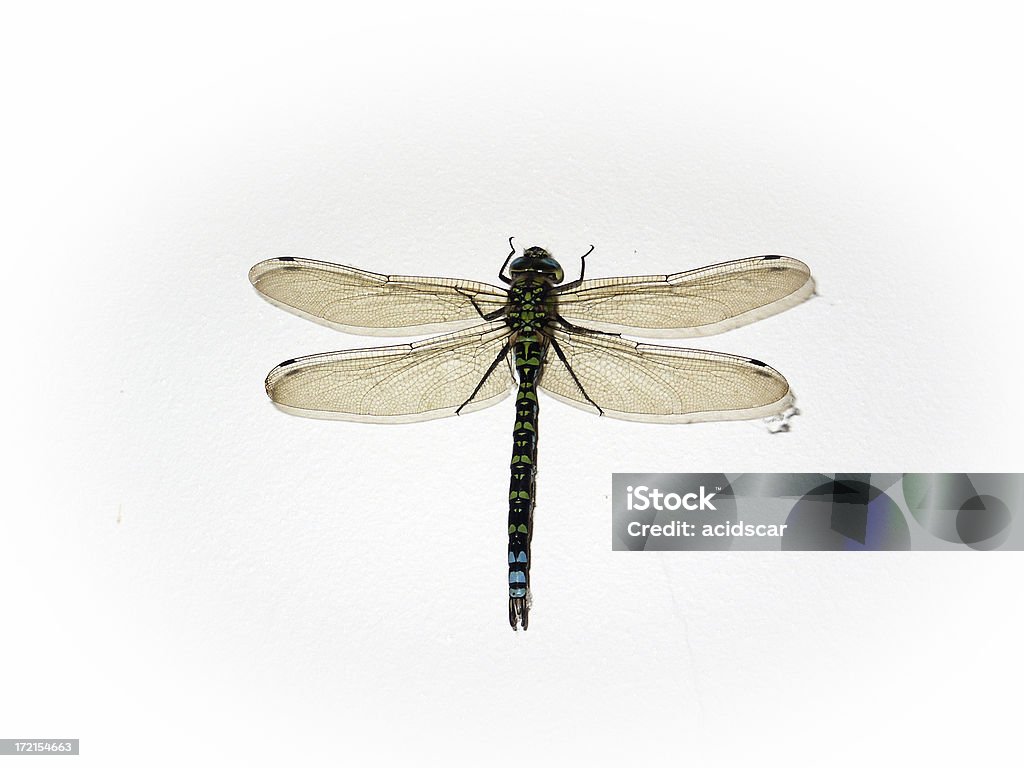 Dragon Fly (Estacione y Vuele) - Foto de stock de Ala de animal libre de derechos