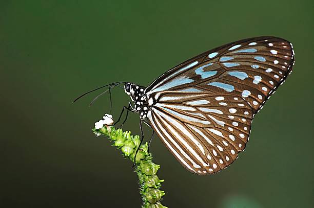 istock Blue Glassy Tiger (Ideopsis vulgaris) in Singapore 172154673
