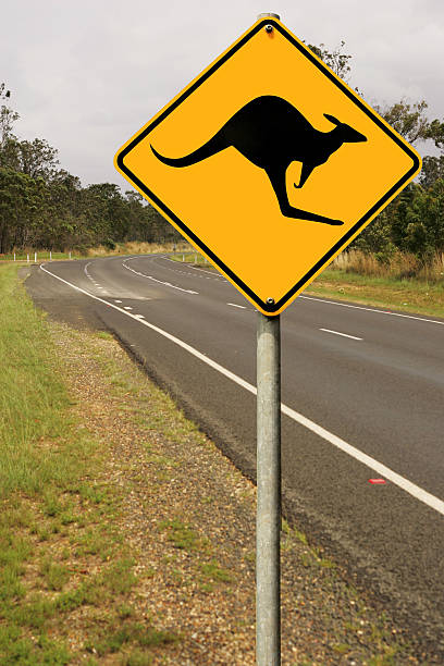 オーストラリア road 規則 - wallaby kangaroo australian culture australia ストックフォトと画像