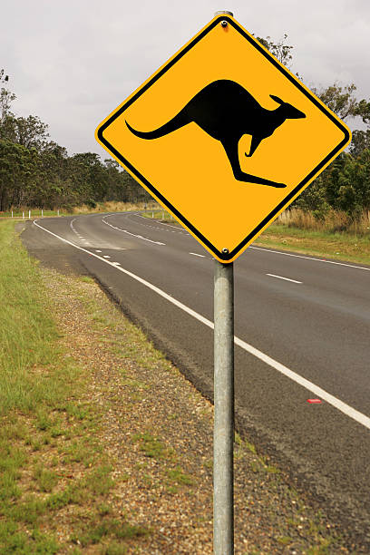 estrada regras australianas - wallaby kangaroo australian culture australia - fotografias e filmes do acervo