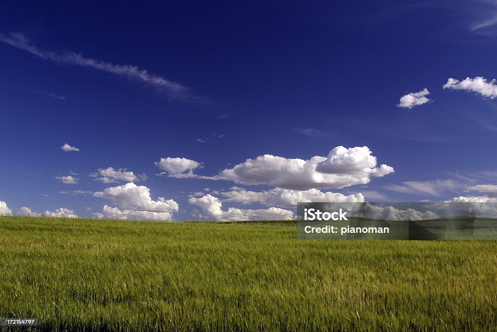 녹색 필드 및 어둡습니다 blue sky - 로열티 프리 0명 스톡 사진