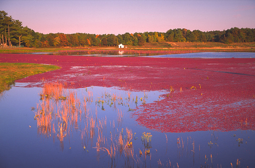 Cranberry bog in southeastern MassachusettsMore Autumn scenes