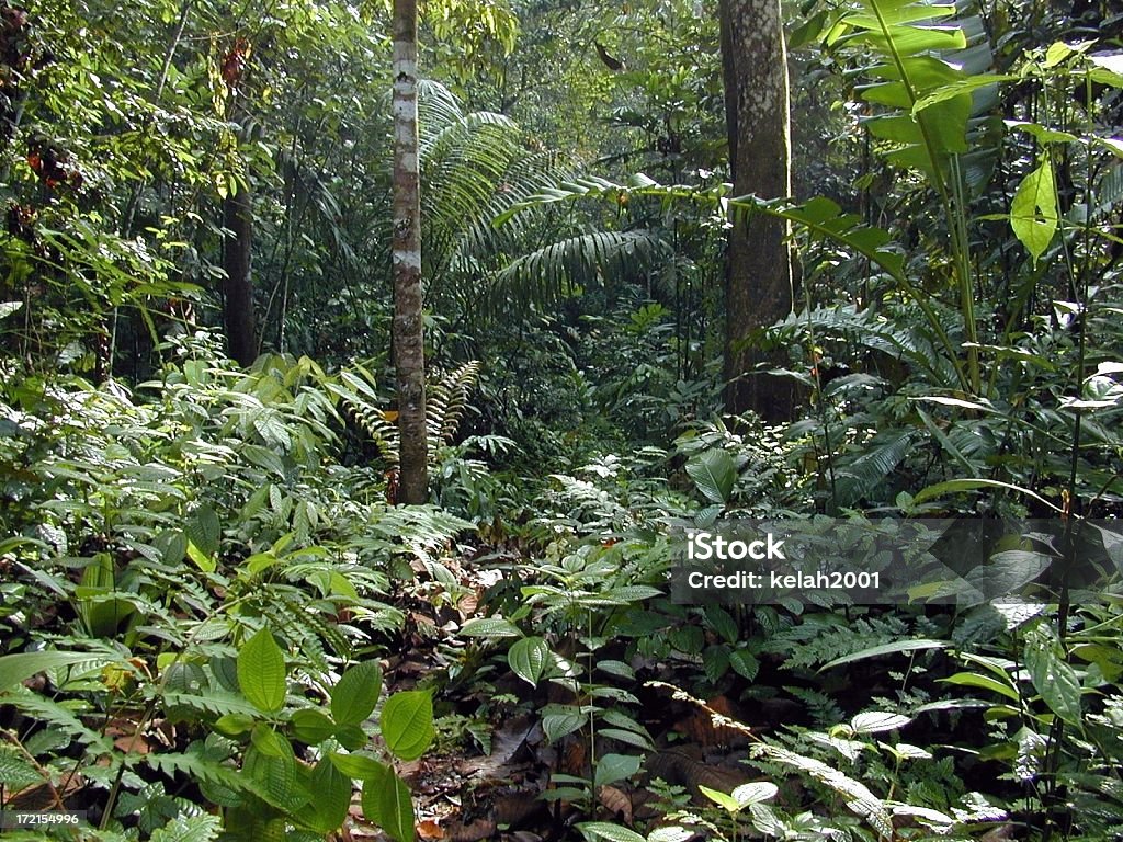 Foresta pluviale tropicale fino chiudere: - Foto stock royalty-free di Composizione orizzontale