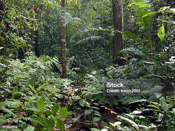 Foresta Pluviale Tropicale Fino Chiudere - Fotografie stock e altre immagini di Composizione orizzontale - Composizione orizzontale, Foresta pluviale tropicale, Fotografia - Immagine