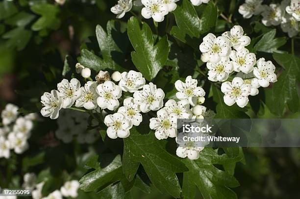 Prossimi Di Maggio Blossom - Fotografie stock e altre immagini di Ambientazione esterna - Ambientazione esterna, Bellezza naturale, Bianco