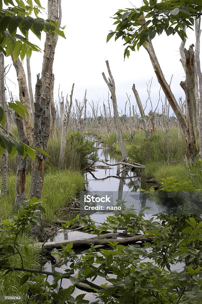 Мертвый Лес - Стоковые фото Brackish Water роялти-фри