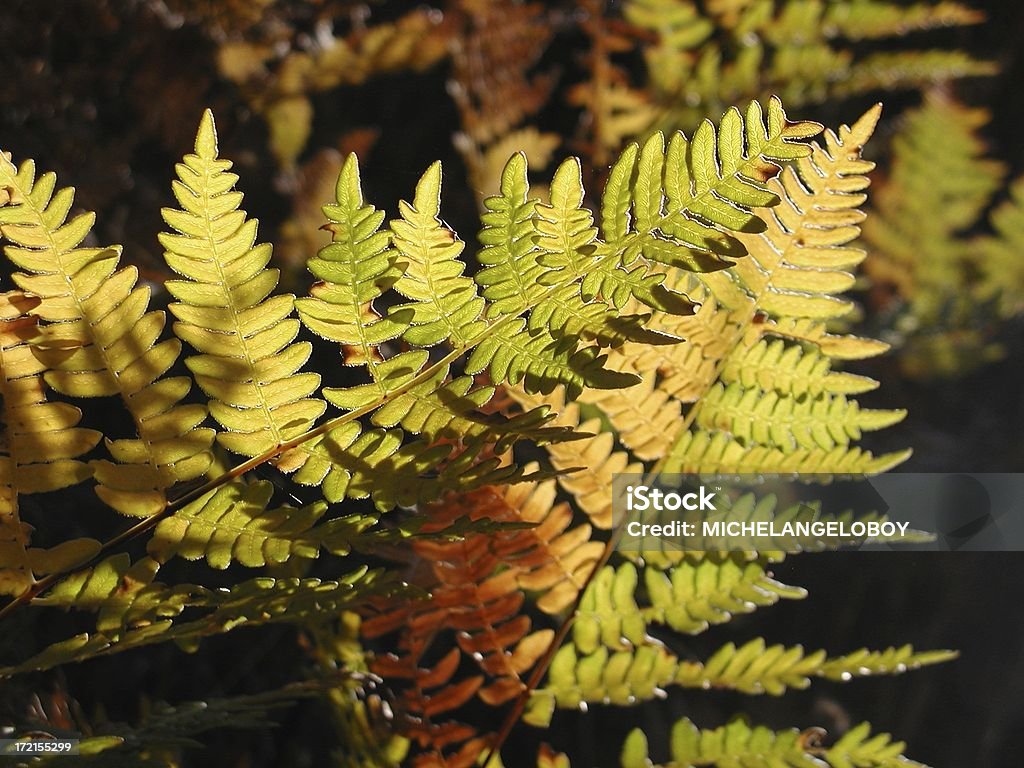 Helecho de colores - Foto de stock de Aire libre libre de derechos