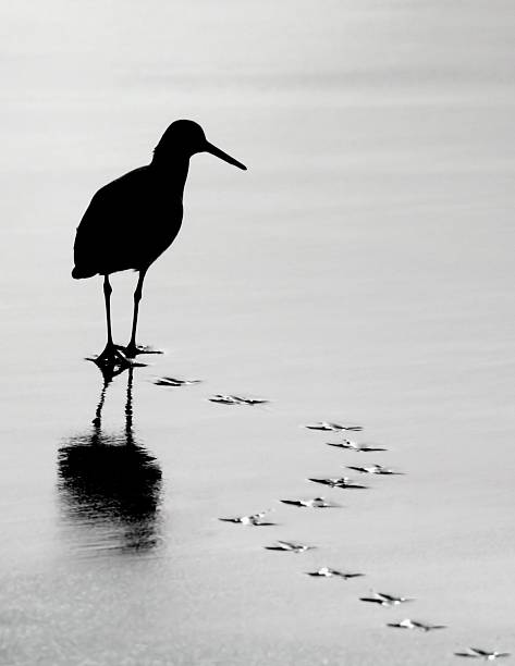 silhueta de pássaro pilrito-caminhar através de areia molhada - bird footprint imagens e fotografias de stock