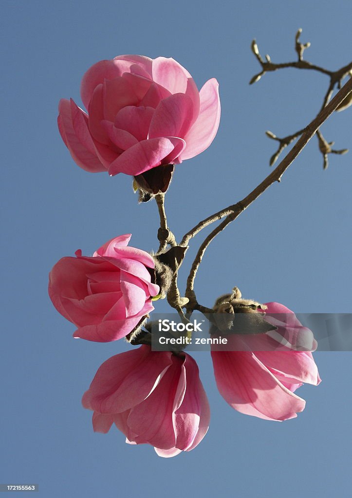 Increíble Magnolias - Foto de stock de Belleza de la naturaleza libre de derechos