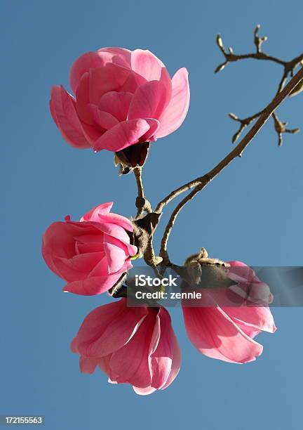Increíble Magnolias Foto de stock y más banco de imágenes de Belleza de la naturaleza - Belleza de la naturaleza, Cabeza de flor, Celebración - Acontecimiento