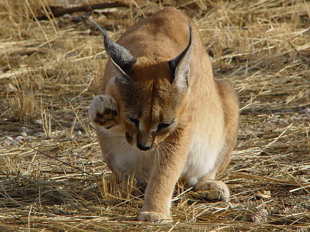 Desert Wild Cat Caracal washing itself in Namibia  caracal photos stock pictures, royalty-free photos & images